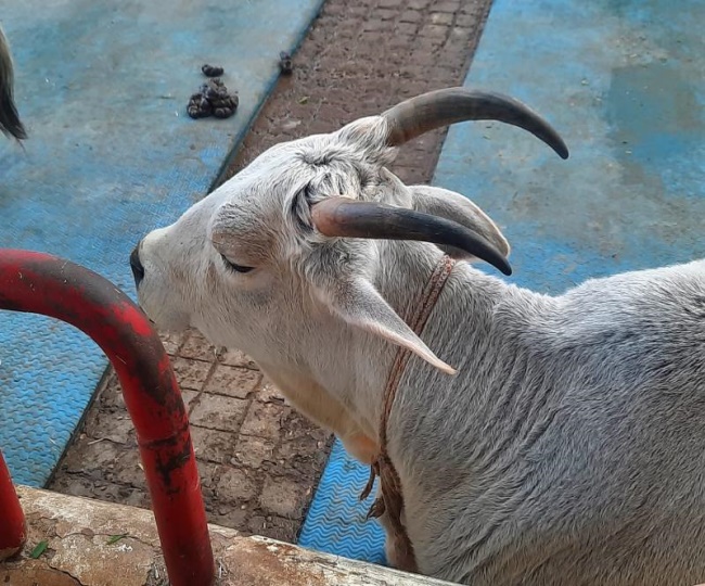 Music therapy for cows